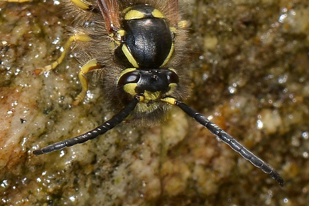 Vespula vulgaris